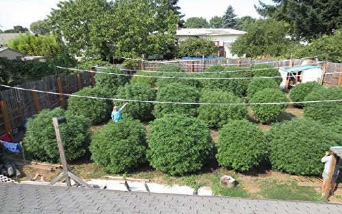 Compost Tea Aerator -Barrel Sized Aerator - The BubbleSnake