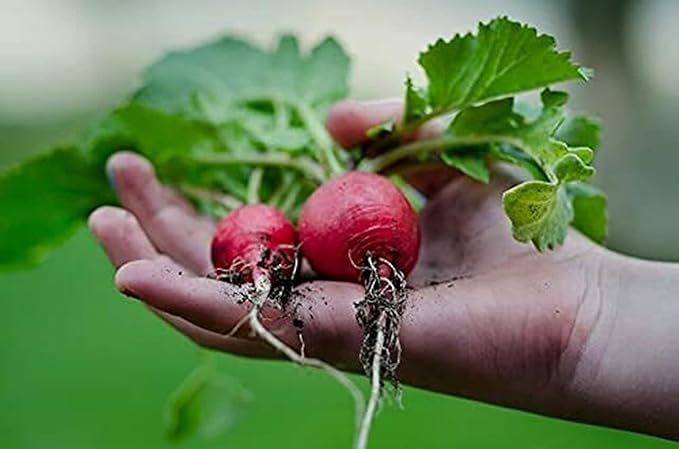 Set of 25 Premium Seasonal Deluxe Seed Kits - Features Premade Packs of Our Best Seeds - Help Local Pollinators (Summer)
