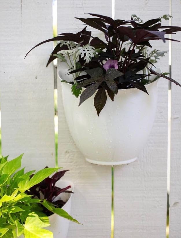 The HC Companies 8 Inch Garden Wall Planter - Plastic Hanging Plant Pot for Indoor Outdoor Flowers, Herbs, Cappuccino (Pack of 2)