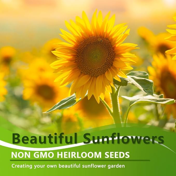 1000+ Sunflower Seeds for Planting Heirloom Non-GMO, Bulk Package of 15 Varieties Mix Seeds, Individually Packaged, Attracts Pollinators (Helianthus annuus)
