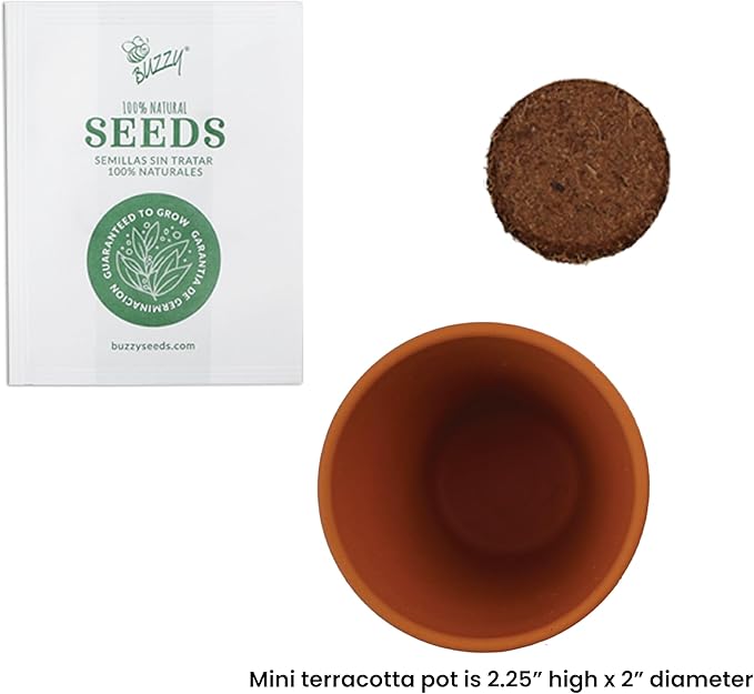 BUZZY Seeds Spruce Terracotta Mini Grow Pots – Indoor Tree Starter Kit Bulk 20-Pack – DIY Planting Kit – Grow Mini Spruce Trees for Gardening, Classroom Projects, Crafts, Gifts & Earth Day