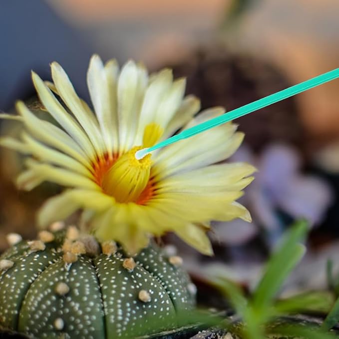 Vegetable Pollinator Tool Hand Pollination Pen for Garden Fruit Succulent Plants Manual Pollination Stick for Efficient Crop