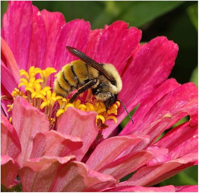 Bumblebee Banquet Seeds - This Wildflower Mix Attracts Bees and Pollinators