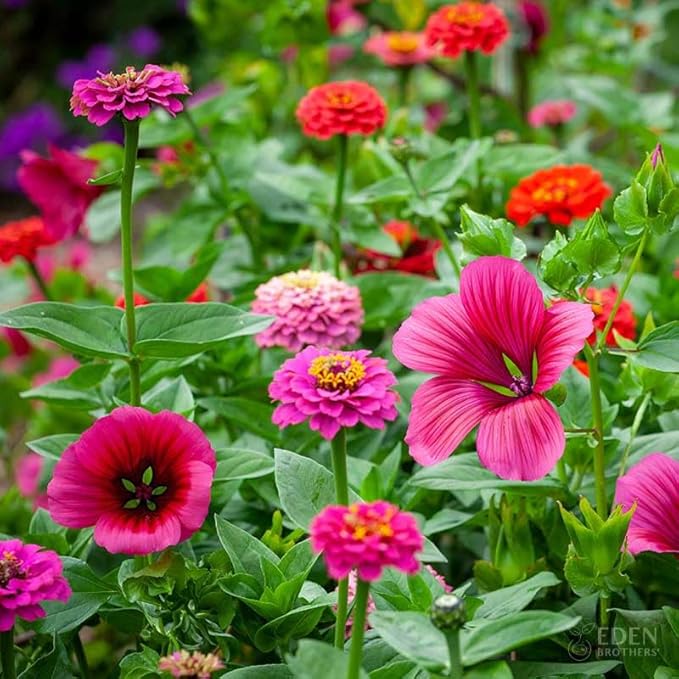 Eden Brothers Cupid's Flower Seed Mixed Seeds for Planting, 1/4 lb, 120,000+ Seeds with Malop Vulcan, Zinnia | Attracts Pollinators, Plant in Spring, Zones 2, 3, 4, 5, 6, 7, 8, 9, 10