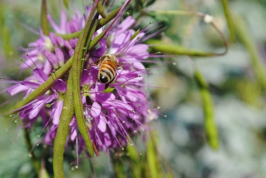 800 Rocky Mountain beeplant Seeds for Planting 6 Grams USA Harvested Native Pollinator bee Butterfly Bee Plant