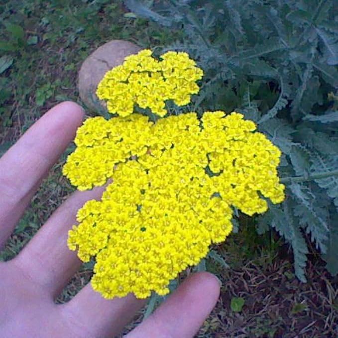 Complete Perennial Pollinator Flower Bulb Garden - 30 Bulbs for 50 Days of Continuous Blooms (Summer Color from July Through October) - Easy to Grow Summer Planting Bulbs by Willard & May