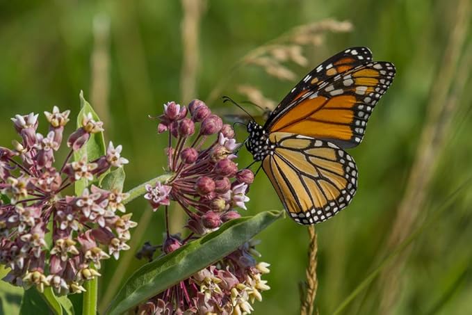 Monarch Butterfly Garden Seed Kit - Annual and Perrenial Wildflowers and Milweed Seeds