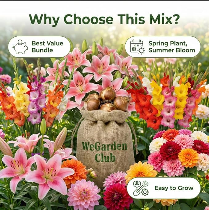 Luxury Front-Yard Colorful Dream Bulb Collection (32 Bulbs) — Dahlias, Gladiolus, Lilies, Dutch Iris & Freesia | Easy to Plant | Pollinator Garden, Deer-Resistant | Spring Planting, Summer Bloom