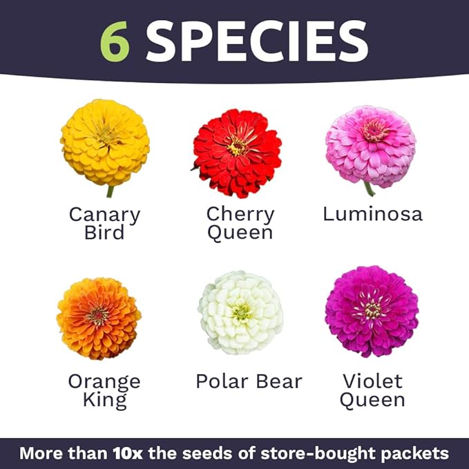 Zinnia Seeds - California Giants Mix - Large 1 Ounce Packet - 3,000 Flower Seeds - Mixed Colors and Large Blooms