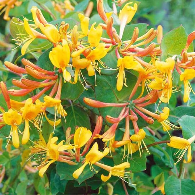 210+ Mix Honeysuckle Seeds for Planting in Home Garden- Non-GMO Honeysuckle Plant Vine - Fragrant Cloud Honeysuckle Flowers