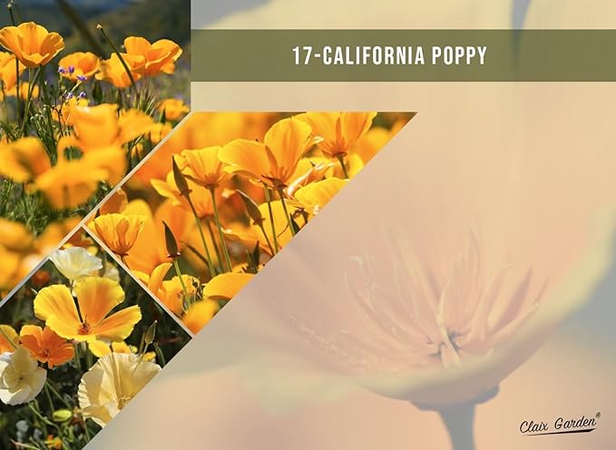 California Wildflower Mix - 5,000 Seeds - 17 Varieties - No Fillers, Open Pollinated and Non GMO, Perennial and Annual Garden Flowers, Attracts Bees and Butterflies