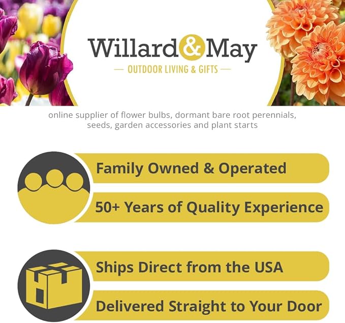 Complete Sunny Perennial Pollinator Flower Bulb Garden - 25 Bulbs for 50 Days of Continuous Blooms (Summer Color from July Through October) - Easy to Grow Summer Planting Bulbs by Willard & May