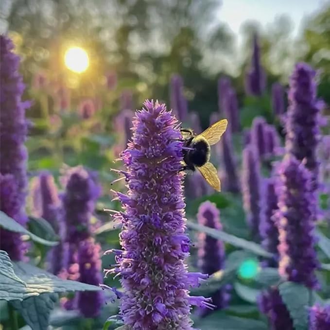 50+ Pink Hummingbird Mint Seeds for Planting, Agastache Seeds Perennial,Hyssop Seed Organic with Pink Spikes,Long Blooming Pollinator Plant for Hot Dry Gardens