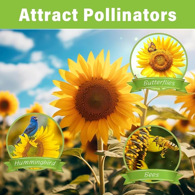 1000+ Sunflower Seeds for Planting Heirloom Non-GMO, Bulk Package of 15 Varieties Mix Seeds, Individually Packaged, Attracts Pollinators (Helianthus annuus)