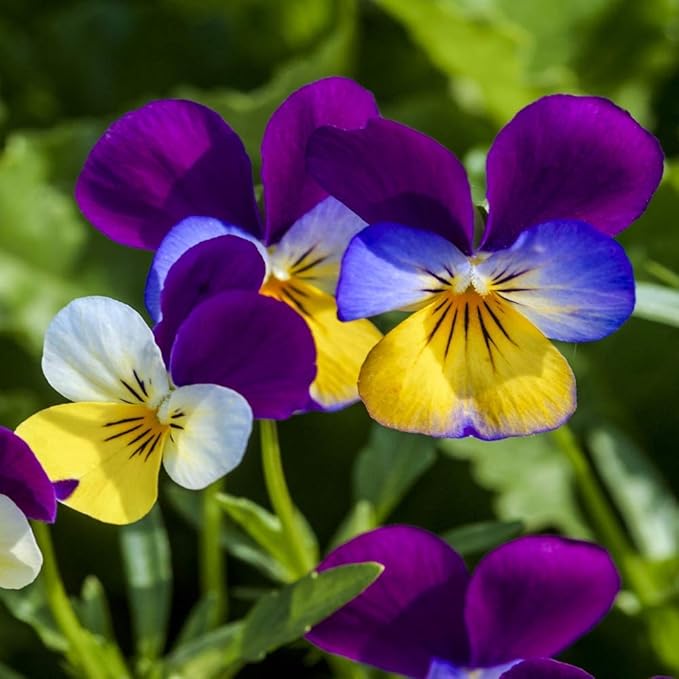 Outsidepride Johnny Jump Up Viola Wild Flower Seeds - 1/8 lb Easy-to-Grow, Compact & Hardy Perennial Seeds for Planting Outdoors, Ideal for Pollinators, Garden Beds, Containers, & Hanging Baskets