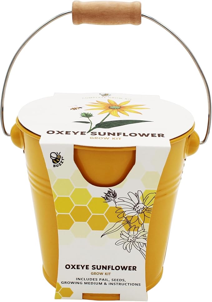 BUZZY Seeds Pollinator 2-Pack Grow Kit with Aster and Ox-Eye Sunflower Seeds, Growing Medium, and Decorative Yellow Pails, All-in-One Gardening Gift to Sprout Bee and Butterfly Friendly Blooms