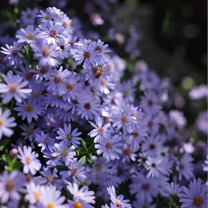 1000+ Dutch Aster Seeds for Planting - Perennial Hardy Flower, Butterfly Magnet & Pollinator Friendly, with Vibrant Blooms, Ideal for Outdoor Home Gardens & Flower Beds