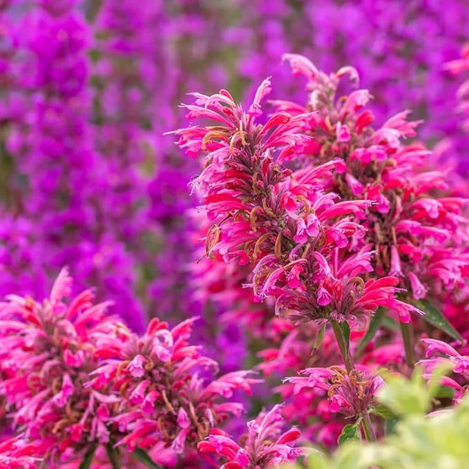 50+ Pink Hummingbird Mint Seeds for Planting, Agastache Seeds Perennial,Hyssop Seed Organic with Pink Spikes,Long Blooming Pollinator Plant for Hot Dry Gardens