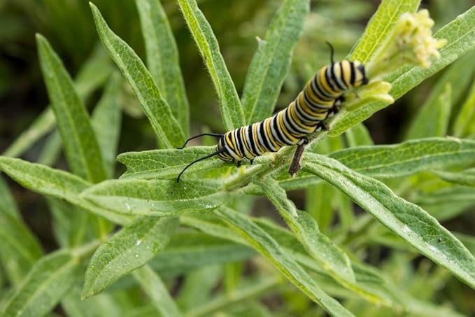 Monarch Butterfly Garden Seed Kit - Annual and Perrenial Wildflowers and Milweed Seeds