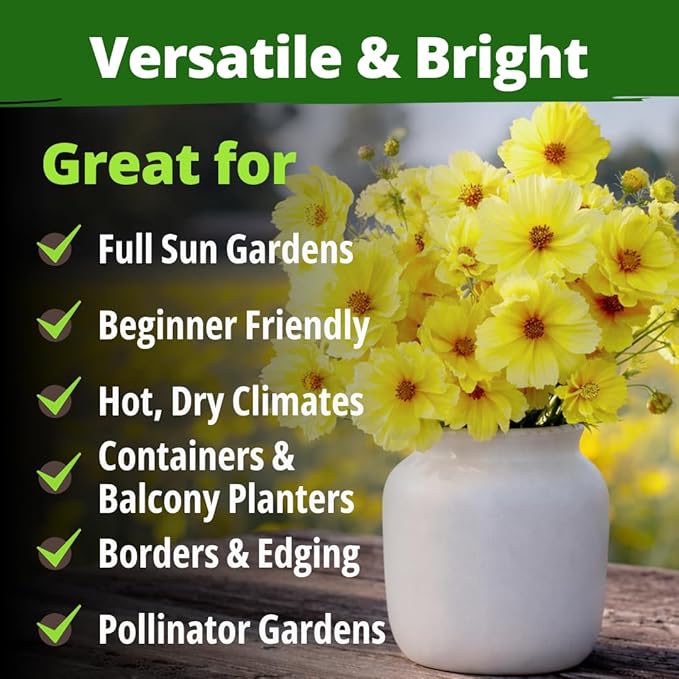 HOME GROWN Cosmos Seeds Dwarf Lemon – 300 Dwarf Cosmos Flower Seeds for Planting, Compact Yellow Blooms, Heat Tolerant Annual for Outdoor Gardens (.2g) – Cosmos sulphureus ‘Dwarf Lemon’
