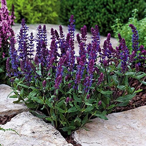 Park Seed Salvia New Dimension Blue Seeds, Ultra-Compact Meadow Sage with Rich Blue Blooms, Great for Borders, Pollinator Friendly, Pack of 25