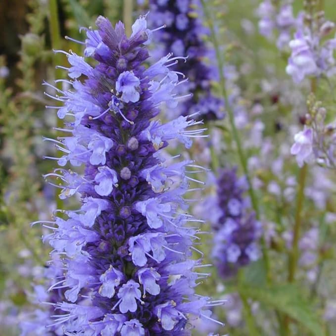 50+ Pink Hummingbird Mint Seeds for Planting, Agastache Seeds Perennial,Hyssop Seed Organic with Pink Spikes,Long Blooming Pollinator Plant for Hot Dry Gardens