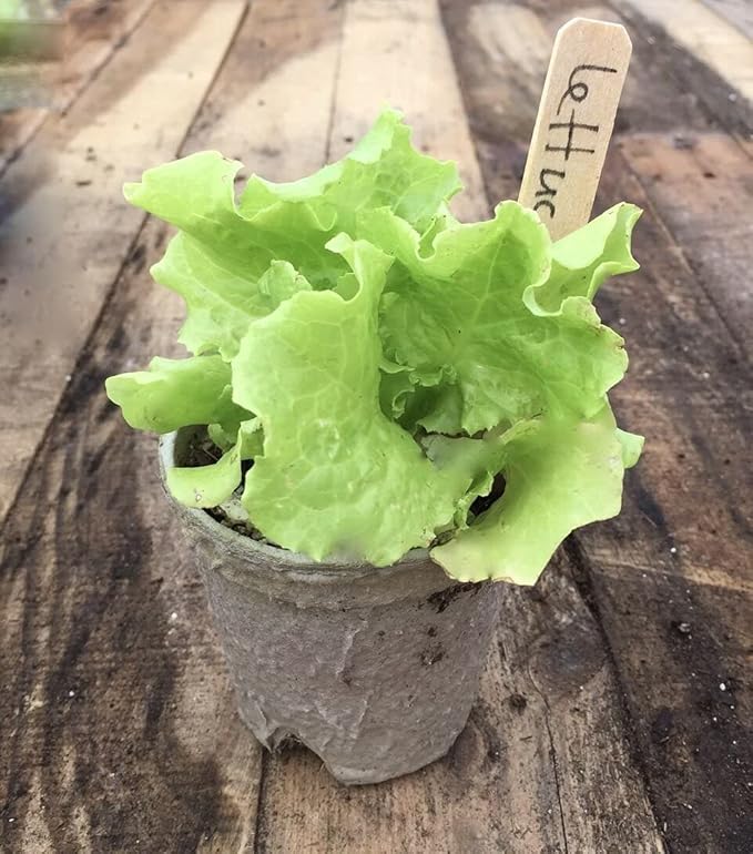 Clovers Garden Organic Recycled Paper Seed Starter Pots - 100% Biodegradable Peat-Free Pots for Seedlings - Qty 60 (3.5" Round) with 24 Markers