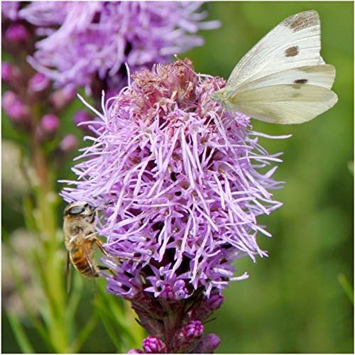 Seed Needs Perennial Wildflower Seed Mix | 2 Ounce 30,000+ Seeds 16 Species Perennial Seeds for Planting | Pollinator Garden Favorites Include Lupine, Blanket Flower, Black Eyed Susans | Bulk
