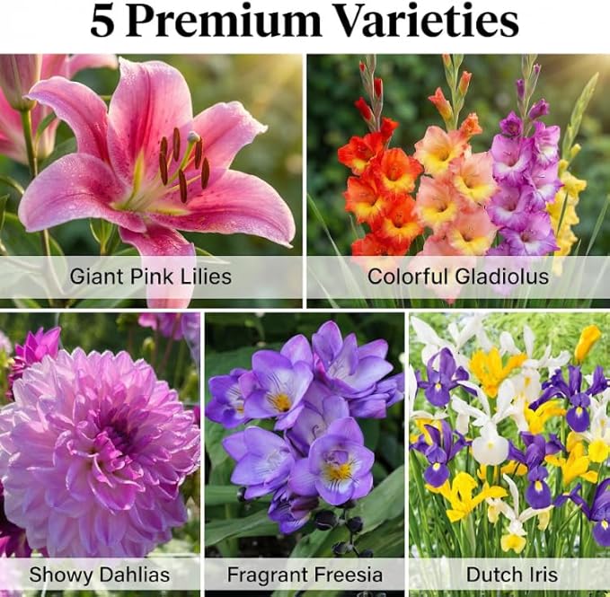 Luxury Front-Yard Colorful Dream Bulb Collection (32 Bulbs) — Dahlias, Gladiolus, Lilies, Dutch Iris & Freesia | Easy to Plant | Pollinator Garden, Deer-Resistant | Spring Planting, Summer Bloom