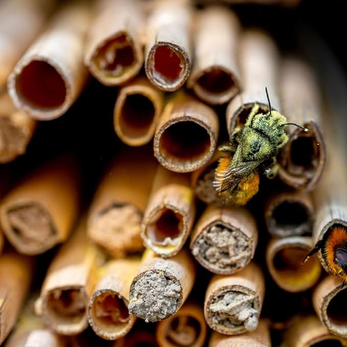 20pcs Mason Bee Tubes, Natural Phragmite Reed Bee Tubes, Mason Bees Nesting Tubes for Outdoor Beekeepers Solitary Bee Hive Supplies
