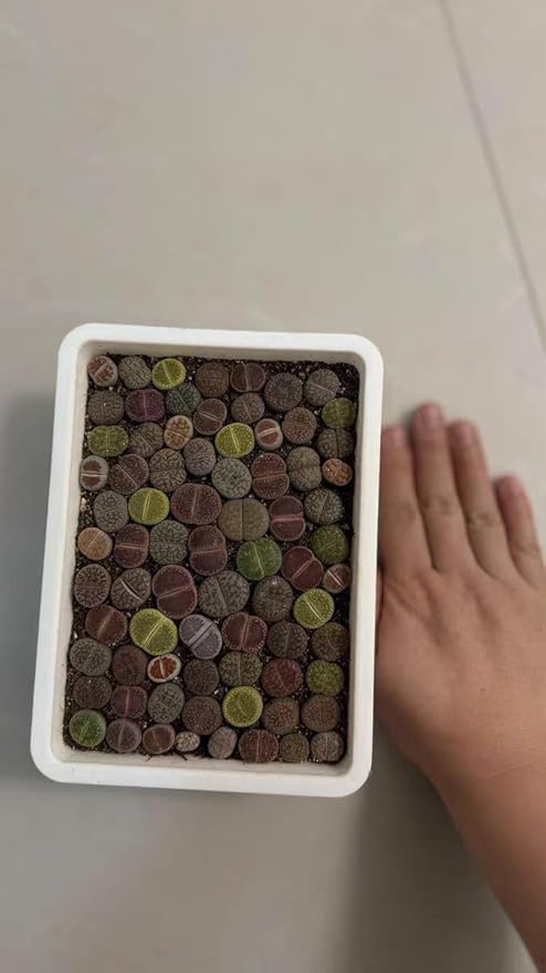 10 Pack Plastic Seedling Starters Trays Mesh Bottom for Microgreen Cactus Succulents