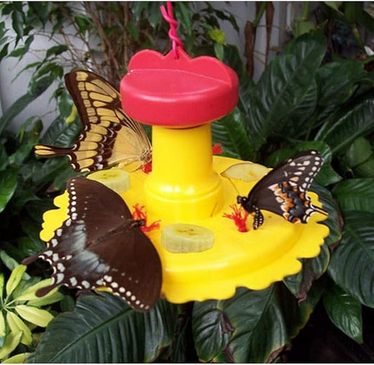 Butterfly Feeder