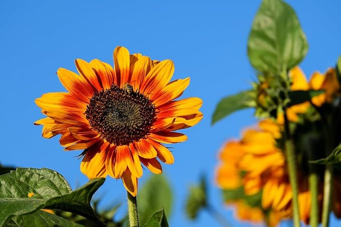 Black Duck Brand Set of Flower Seed Packets! Flower Seeds in Bulk - Great for Creating The Garden of Your Dreams! (50, Assorted Sunflower)