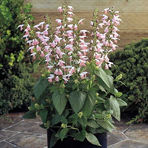 Park Seed Summer Jewel Pink Salvia Seeds, Award-Winning Dwarf Sage with Soft Pastel Blooms, Pollinator Magnet for Beds and Containers, Pack of 25