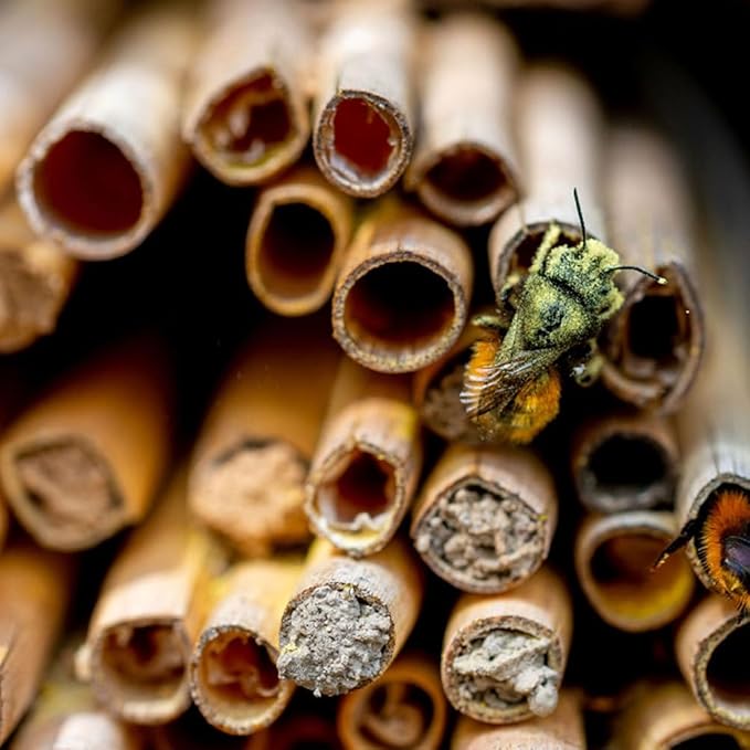 20Pcs Bee House Tubes Natural Reed Pollinator Tubes for Leaf Nesting Supplies for Garden and Pollinator Habitat