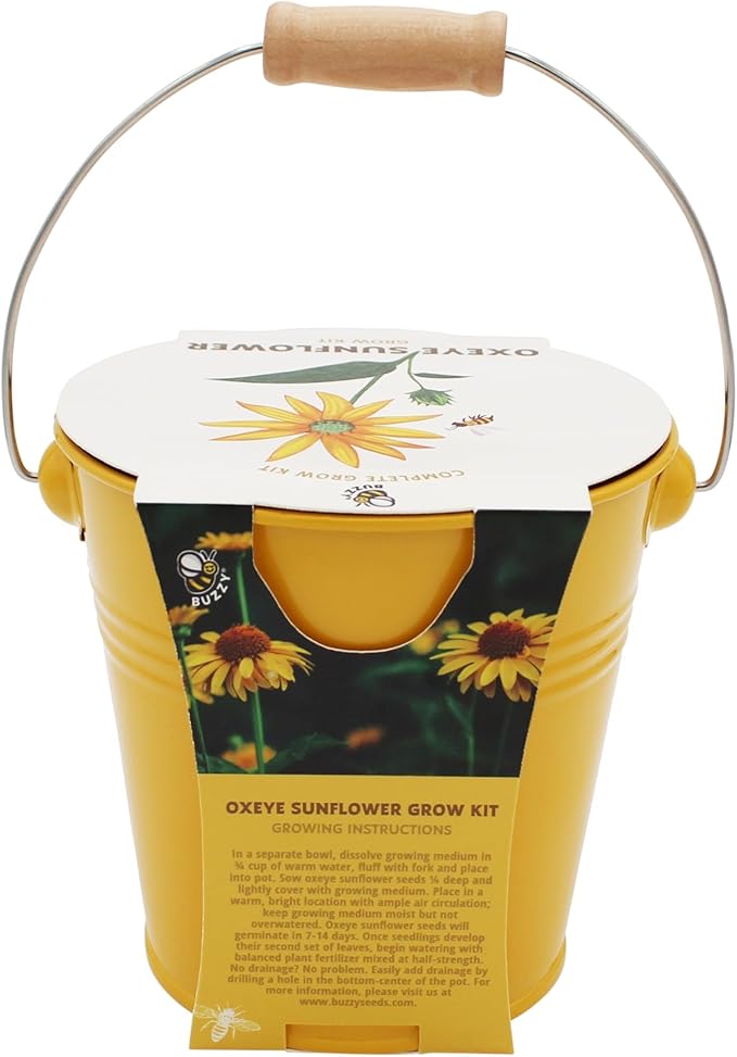 BUZZY Seeds Pollinator 2-Pack Grow Kit with Aster and Ox-Eye Sunflower Seeds, Growing Medium, and Decorative Yellow Pails, All-in-One Gardening Gift to Sprout Bee and Butterfly Friendly Blooms