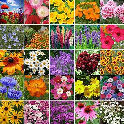 Non GMO Bulk Northeast Wildflower Seed Mix (10 Lbs)