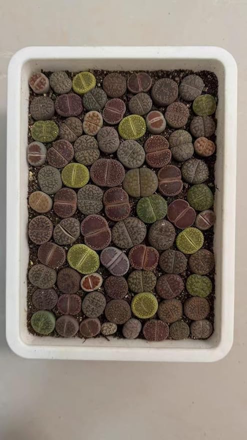 10 Pack Plastic Seedling Starters Trays Mesh Bottom for Microgreen Cactus Succulents