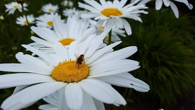 Set of 50 Shasta Daisy Seed Packets! Flower Seeds in Bulk - 50 Individual Packets (50, Shasta Daisy)