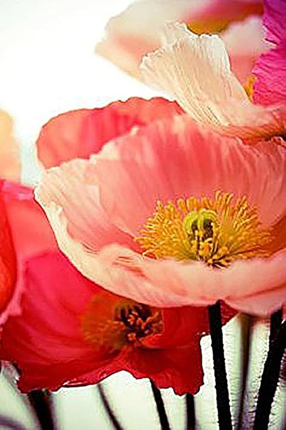 Pollinator Attracting Wildflower Seeds - Attracts Bees, Butterflies, and Other Beneficial Insects