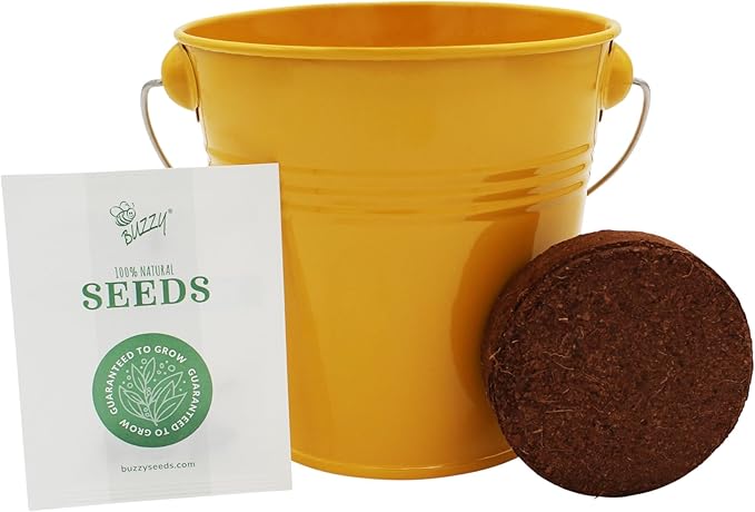 BUZZY Seeds Pollinator 2-Pack Grow Kit with Aster and Ox-Eye Sunflower Seeds, Growing Medium, and Decorative Yellow Pails, All-in-One Gardening Gift to Sprout Bee and Butterfly Friendly Blooms