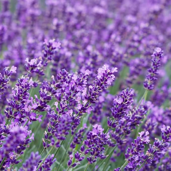 10,000 Lavender Seeds - Non-GMO Heirloom, High Germination Perennial Herb, Fragrant Purple Blooms, Pollinator Friendly for Indoor & Outdoor Planting