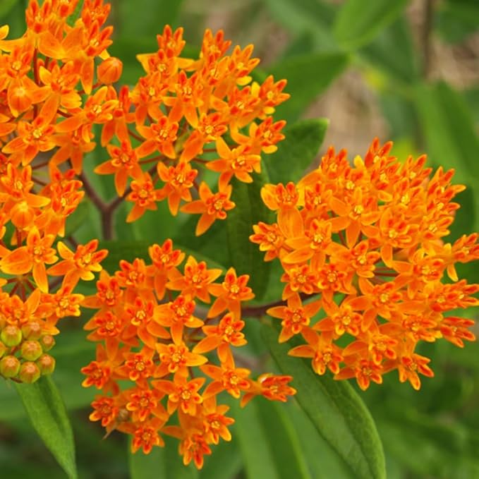 Complete Sunny Perennial Pollinator Flower Bulb Garden - 25 Bulbs for 50 Days of Continuous Blooms (Summer Color from July Through October) - Easy to Grow Summer Planting Bulbs by Willard & May