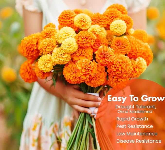 NatureZ Edge, Marigold Seeds for Planting Outdoors, 1 Ounce 10,000 Seed, Hawaiian and Cracker Jack Marigold Seeds, Made in USA, Companian Gardening Flower