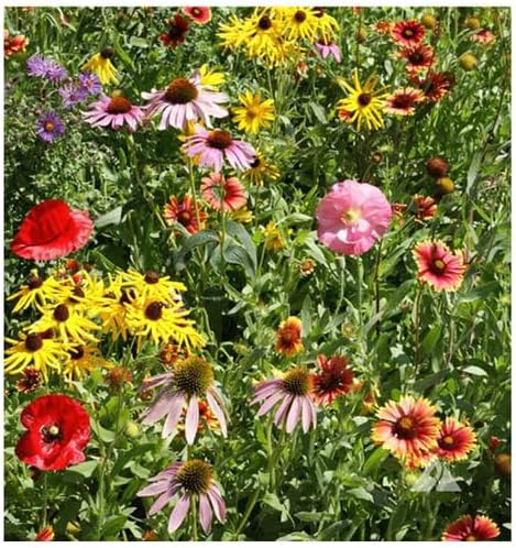 Bumblebee Banquet Seeds - This Wildflower Mix Attracts Bees and Pollinators