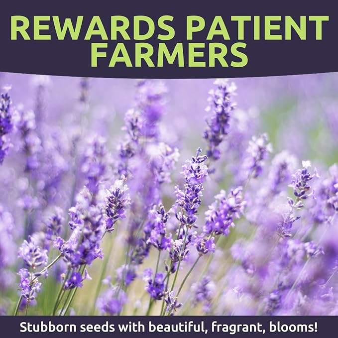 Lavender - Bulk 1 Ounce Pouch - 25,000 Flower Seeds for Planting - Lavandula angustifolia