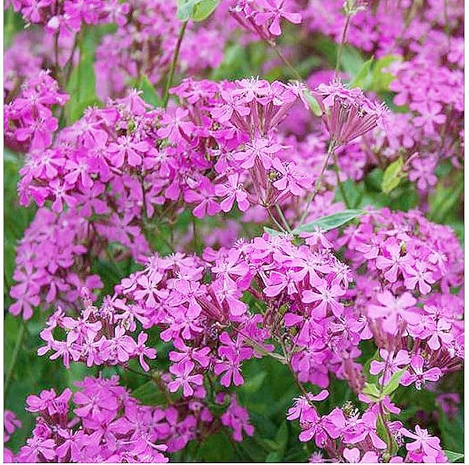 Pollinator Attracting Wildflower Seeds - Attracts Bees, Butterflies, and Other Beneficial Insects