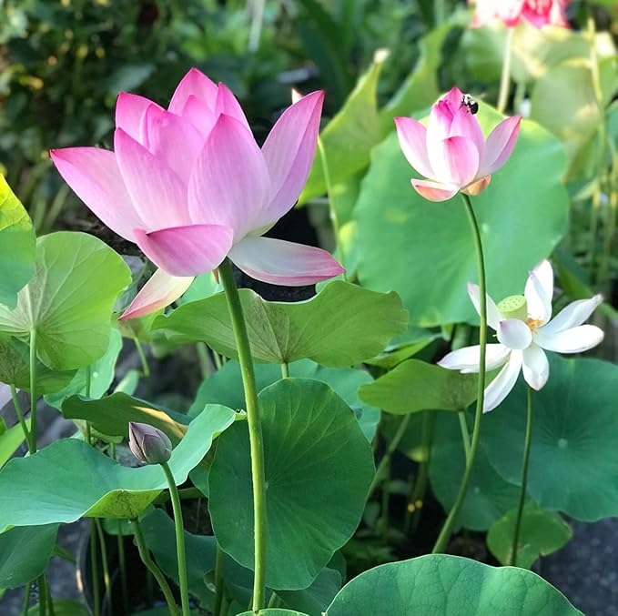 15 Lotus Seeds for Planting, Pack for 2026 USA Premium Non-GMO Seeds - Pink, Red & Green Color, Beautiful Water Plants for Indoor Bonsai, Outdoor Ponds and Gardens