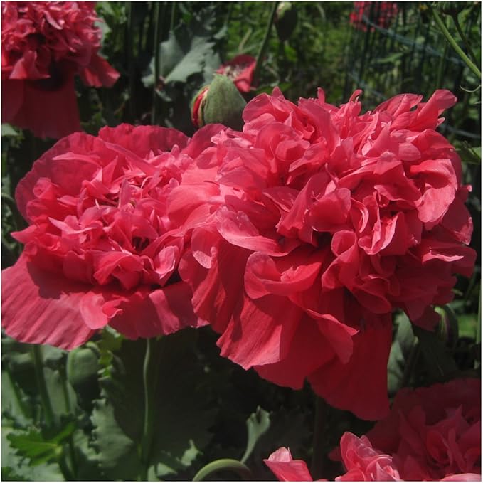 Seed Needs Poppy Seeds for Planting Salmon Peony Poppies - Heirloom & Open Pollinated Flowers to Attract Butterflies & Pollinators to a Butterfly Garden (1 Pack)