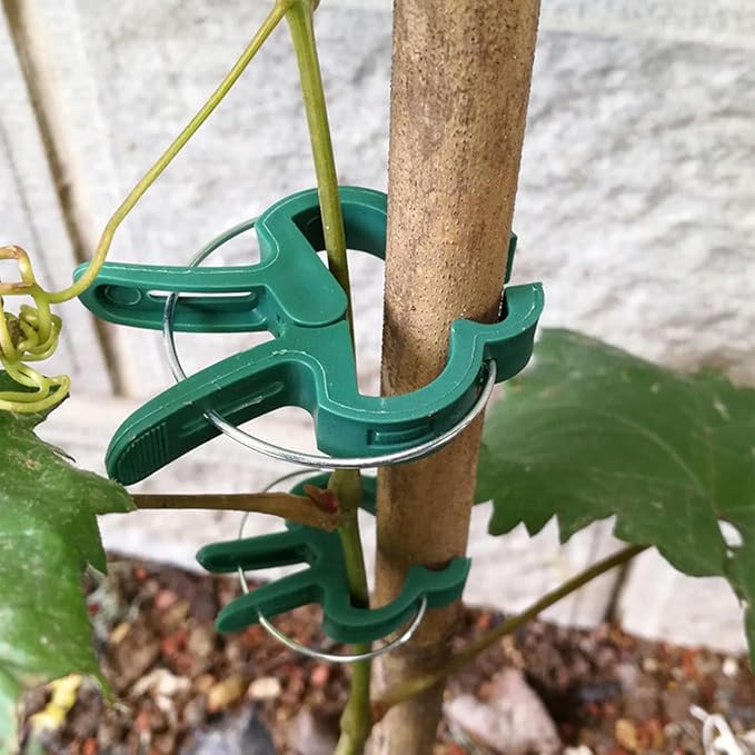 60 Garden Plant Clips,Plant Support Clips Hold Plant Stems, for Multi-Purpose Plants Rattan Clip Rose, Sturdy Cucumber Orchid Clip Plant Support Adjustable Clip Green (Large 60Pcs), DHYWJ-01